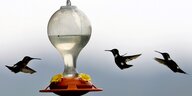 Kolibris flattern um eine Futterstelle