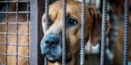 Ein Hund schaut durch die Gitterstäbe eines Käfigs